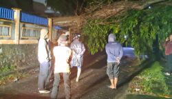pohon tumbang