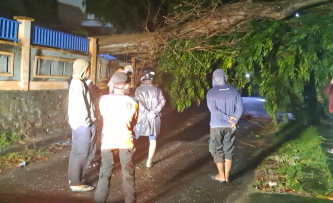 pohon tumbang